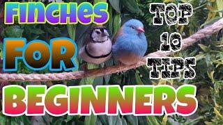 Finches for beginners Top 10 Tips