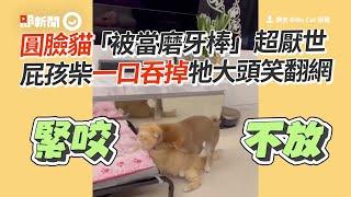 柴犬把貓當磨牙棒　一口吞掉大頭笑翻網｜奶汪｜狗｜寵物｜精選影片