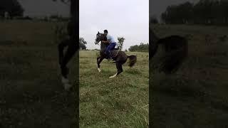 Horse Out of Control| Marwari Horse Power #horseriding #horse