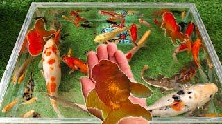 Unboxing Ikan Hias Dalam Kotak Warna warni, Ikan Mas Koki Besar, Ikan Koi, Ikan Cupang, Ikan Glofish