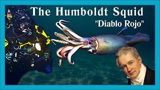 World's deadliest squid: Diablo Rojo