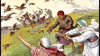 What Were The Manna And Quail Mentioned In The Bible?