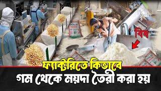 ফ্যাক্টরিতে গম থেকে ময়দা কিভাবে তৈরি করা হয়? zoombangla