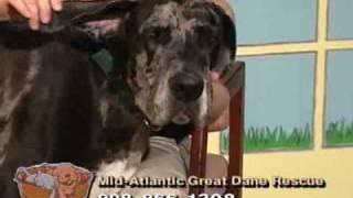 Homeless Tails - NJN Public Television & Radio