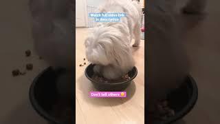 Dog Diary: Maltese Brother’s Little Secret  #maltese #shihtzu #dogeating #cutedog #dog