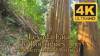 PR16   Levada Faja do Rodrigues, Madeira Island