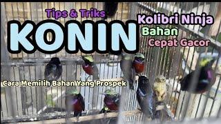 KONIN - KOLIBRI NINJA || Cara Pemilihan Bahan Yang Prospek Untuk dibawa Ke Gatangan & Cara Perawatan