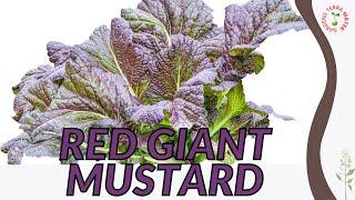 "RED GIANT" MUSTARD Information and Growing Tips! (