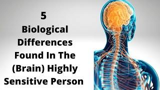 5 Brain Differences Found In The Highly Sensitive Person (HSP) #highlysensitivepeople #HSP