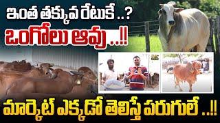 మార్కెట్ ఎక్కడో తెలిస్తే పరుగులే | Ongole Cow At Such A Low Price | Cow Market | Rytanna Nestam