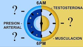 SABES QUE PASA EN TU CUERPO A CADA HORA???