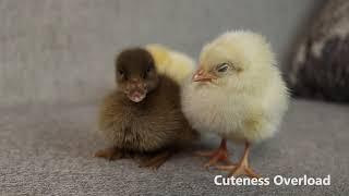 Cute Baby Chicks Meet Duckling Friend