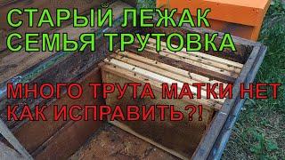 ПРОБЛЕМА НА ПАСЕКЕ СЕМЬЯ ТРУТОВКА КАК БЫСТРО ИСПРАВИТЬ много трута матка не вернулась с облёта ️