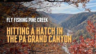 Fly Fishing Pine Creek in the PA Grand Canyon: Hitting the Blue Wing Olive Hatch!