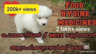 പോമറേനിയൻ /സ്പിറ്റ്സ്  വളർത്തുമ്പോൾ അറിയേണ്ടതെല്ലാം..