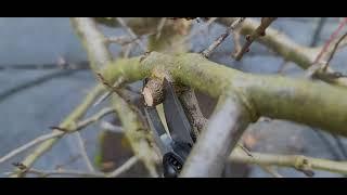 How to Prune PLUM Trees the Perfect way! how to prune a plum tree