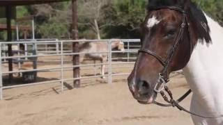 Pirate's Story /// Horse Rescue /// Saving Horses, Inc.