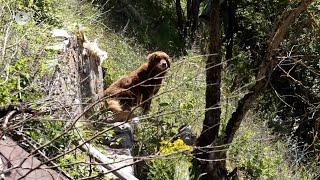 Зачестяват нападенията на мечки над домашни животни в Смолянско