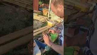 матководство нуклеусы #пчеловодство #бп #пчеловодстводляначинающих