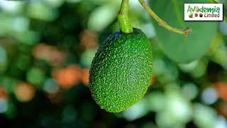 Avocados In Kenya | Avodemia  | Fresh Avocado Fruits | Extra Virgin Oil | Crude Oil.