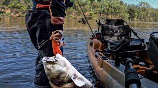 Didn't Think I'd Just Roll In & Catch One This BIG | Chesapeake Monster