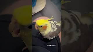 Loubert vs. The Uncooperative Table: A Battle of Patience and Determination! | Tiel Named Loubert