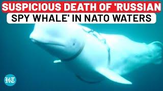 Famous 'Russian Spy Whale' Found Dead In NATO Nation Waters: Who Killed Hvaldimir? | Norway, Ukraine