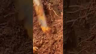 Digging winter bamboo shoots