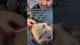 craazy #shortsvideo #shorts #shortvideo #dogsoftiktok #dogsofyoutube #crazy