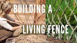 LIVING FENCE DIY green screen from crosshatched willows!