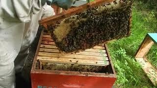 Préparer ses ruches pour l'hiver 11 septembre 2024 abeilles de la forêt Bretagne trucs et astuces