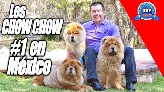 CHOW CHOW "Rompiendo mitos"