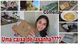 vlog/nossa rotina/lavando roupas/colhendo planta peixinho/como ficou minhas toalhas