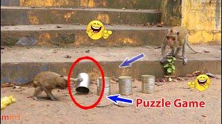Monkey video Prank monkey #funny #monkey #monkeyvideo #animals #funnyanimal #monkeyshow #animals