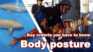 Selecting KOI with a strong BODY POSTURE | Big Koi Fish