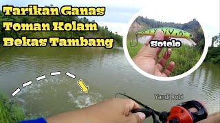 Mancing Toman Pakai Minnow Sambarannya Dekat Banget Bikin Deg Degan