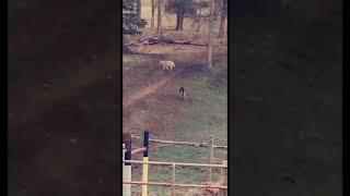 Wolf chasing a German shepherd  #shorts