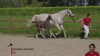 Deftig van de Gangerhoeve Z (Diarado x Quintero).