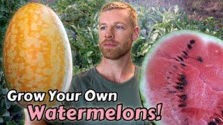 How I Grow Watermelons From Seed to Harvest - ft. Two Awesome Varieties