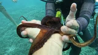 Friendly Octopus doesn’t want to let go!