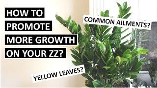 How to Promote More New Growth on ZZ Plants? What’s Wrong with Yours? | ZZ Plant Care Tips & Guide