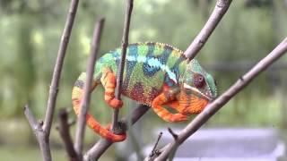 Real Chameleon Changing Color