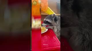Енот и в мечтах енот