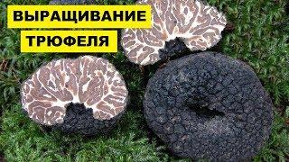 Выращивание Трюфелей в домашних условиях как бизнес