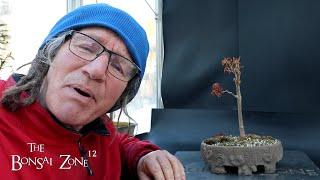 Repotting My Trident Maple, The Bonsai Zone, March 2025