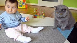 British Shorthair Cat and Baby - Playing Together