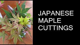 Japanese Maple Cutting Propagation