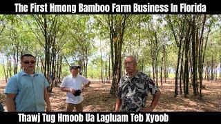 The First Hmong Bamboo Farm Business In Florida | Thawj Tug Hmoob Ua Lagluam Teb Xyoob