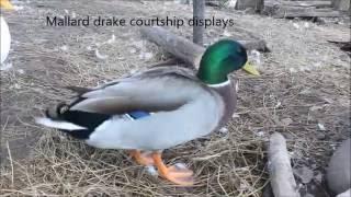 Mallard drake courtship displays #8 Duck facts