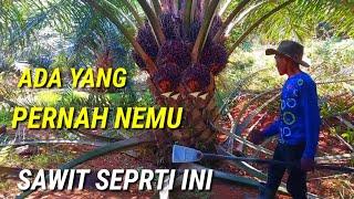 ada yang pernah nemu sawit seperti ini banyak buah numpuk sawit unggul